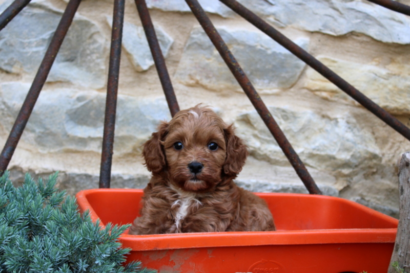 puppy, for, sale, Cavapoo, Matthew B. Stoltzfus, dog, breeder, Gap, PA, dog-breeder, puppy-for-sale, forsale, nearby, find, puppyfind, locator, puppylocator, aca